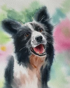 Border Collie Portrait