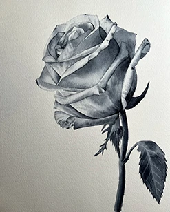 Rose Monochrom