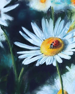 Marienkäfer auf Gänseblume