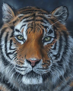 Tigerportrait